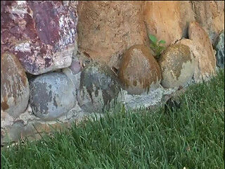 Hawaiian Honey Hotness - Episode 8