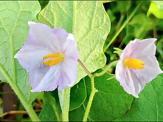 Bangla choti golpo Father-in-low and son's wife